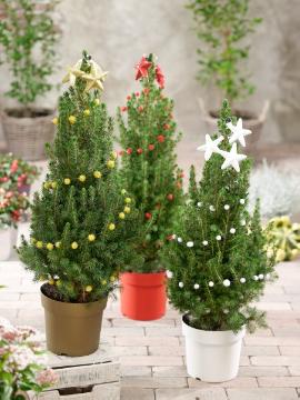 Konifere, Kübelpflanze, Picea (Genus), Picea glauca, Topf, Weihnachten, Übertopf