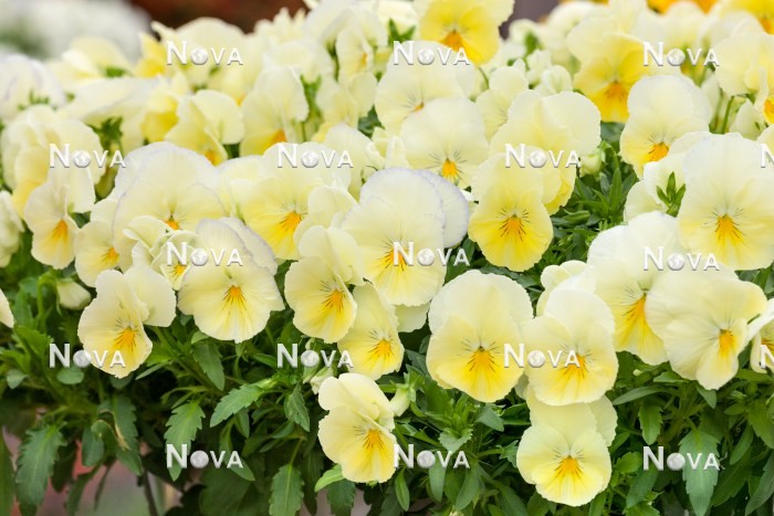 N1520371 Viola Cool Wave ® Lemon Surprise