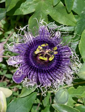 passionflower (Genus)