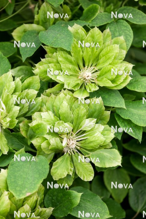 N0402276 Clematis Green Passion