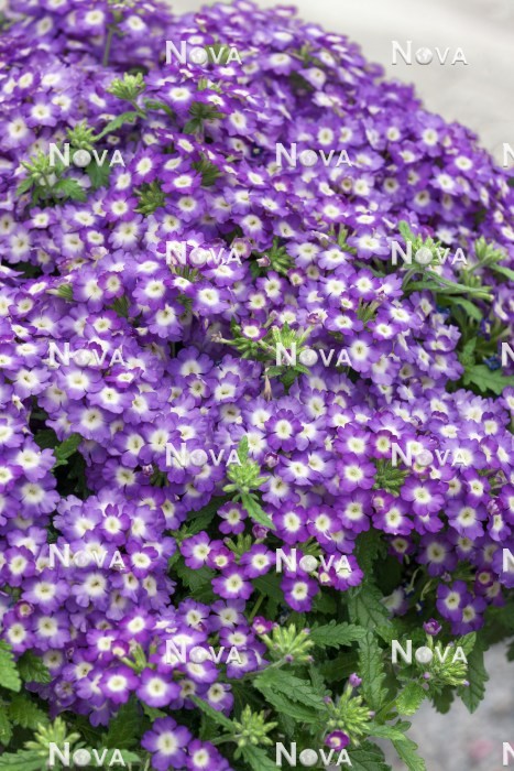 N1521263 Verbena Empress ™ Sun Lavender Charm