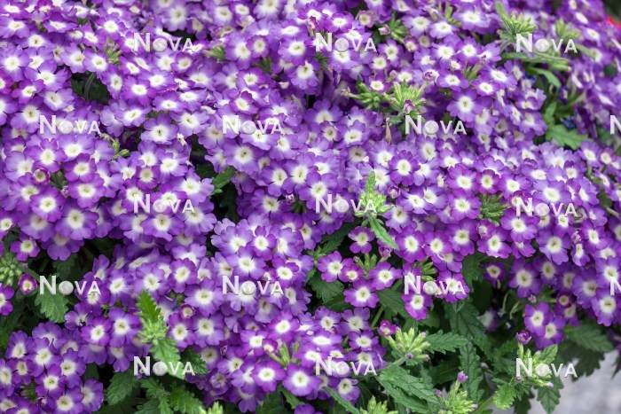 N1521264 Verbena Empress ™ Sun Lavender Charm