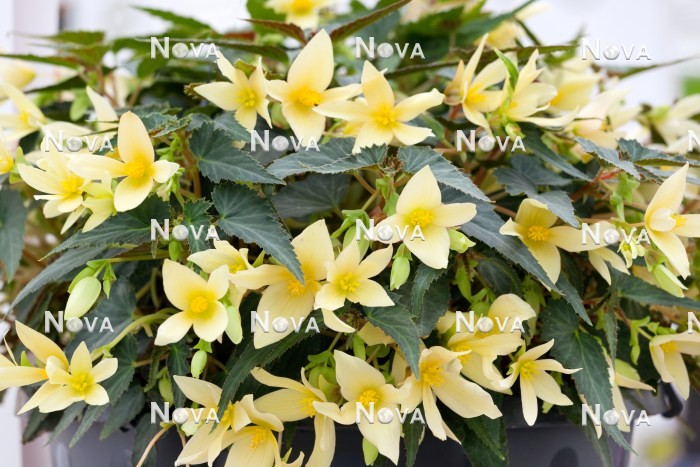Begonia Bossa Nova ® Serie