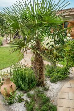 Mediterraner Garten, terrace, Trachycarpus fortunei