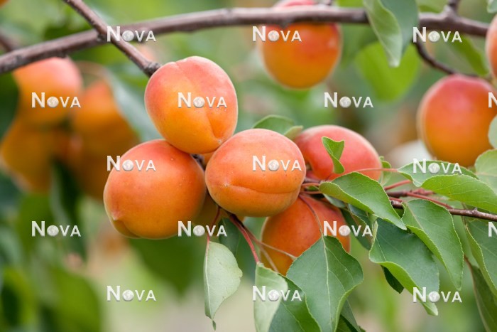 N0702783 Prunus armeniaca
