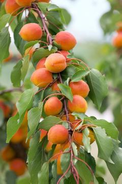 Prunus armeniaca