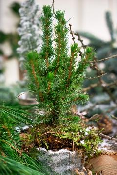 Picea glauca Conica, Weihnachten, Weihnachtsdekoration