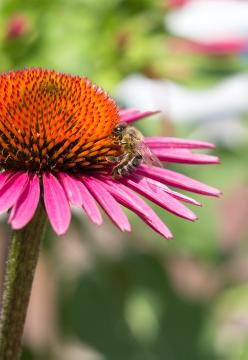 Biene, Bienennährpflanze, Echinacea purpurea, Insekten