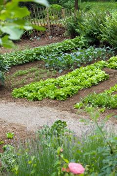Gemüsegarten, Gemüsepflanzen, Gemüsepflanzung, Lactuca sativa var. capitata, turnip cabbage