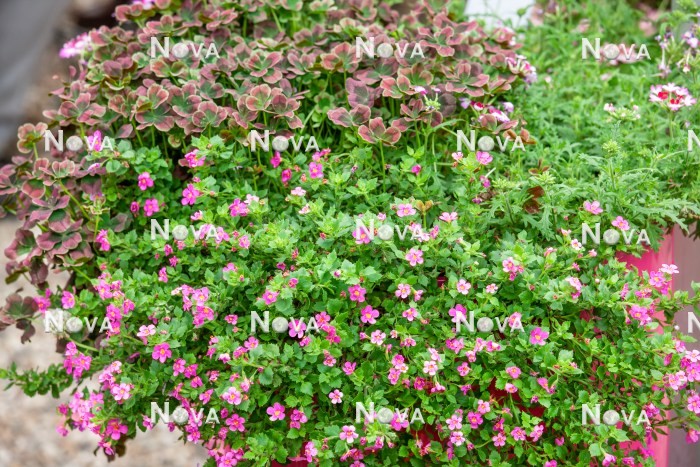 N1522750 Annual mix with Trifolium