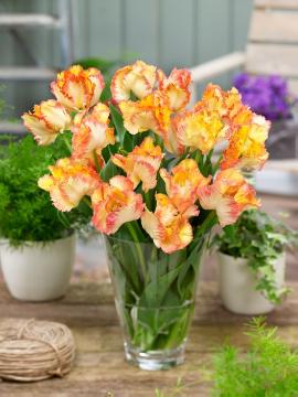 glass vase, Tulipa Parrot