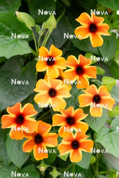 N0402483 Thunbergia Sunny Susy ® Amber Stripes