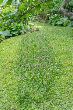 Bienennährpflanze, Blumenwiese, Trifolium pratense