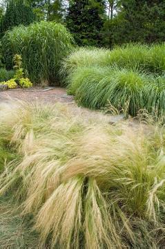 Chinese Silver Grass, Festuca (Genus), Stipa (Genus)