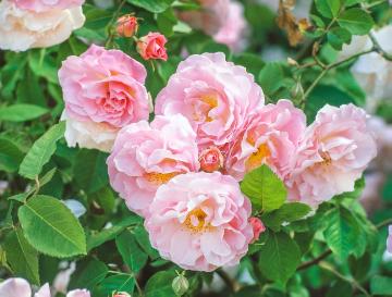 Rosa rubiginosa, Strauchrose