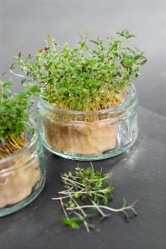 Sprouting Seeds, Thymus vulgaris
