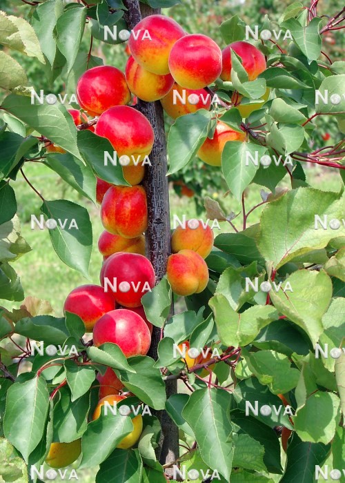 N0703092 Prunus armeniaca
