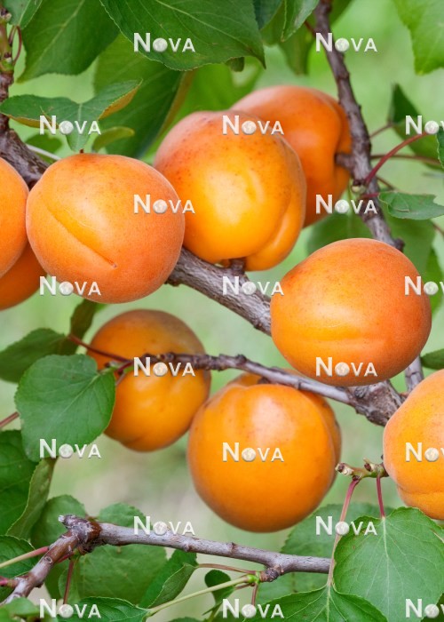 N0703098 Prunus Harlayne
