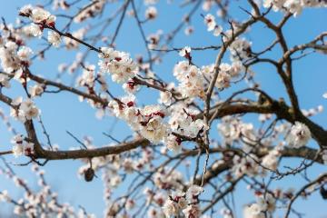 atmosphere, Frühlingserwachen, impression, Prunus armeniaca, Springtime