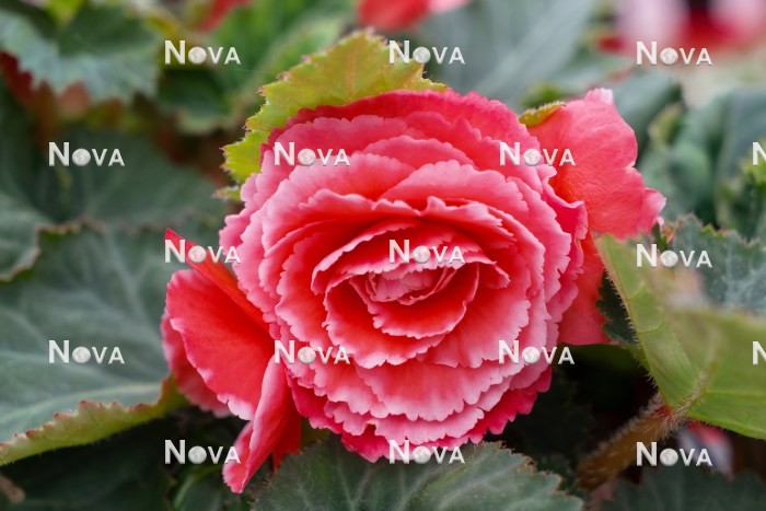 N1924969 Begonia Amerihybrid ® Picotee Lace Red