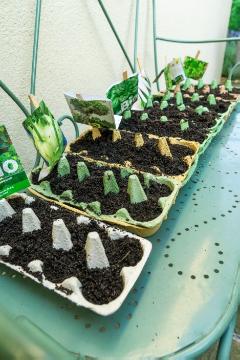 Chinese Radish, Coriandrum sativum, cultivation, Italian Cress, seed, Seeds, Soil, Spinacia oleracea