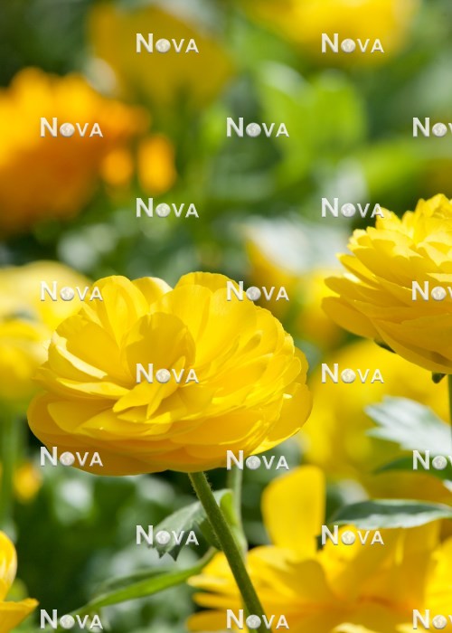 N1925322 Ranunculus Bloomingdale Pure Yellow