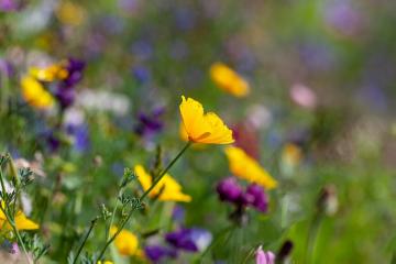 Bienennährpflanze, Eschscholzia californica, Flower meadow, Wiese