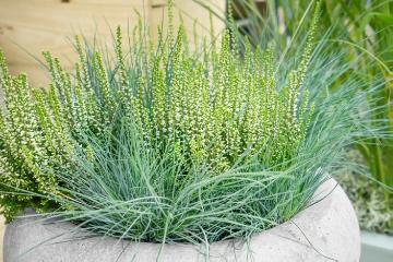 Calluna vulgaris, Carex (Genus), Plant container «Accessories in the Garden»