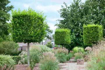 European Hornbeam, fountaingrass (Genus), Modern Garden, silvergrass (Genus), topiary pruning