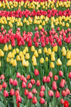 Blumenzwiebel, Frühlingsblüher, Mischung (Mix), Tulipa (Genus), Tulpenbeet, Tulpenfeld, Tulpenmischung