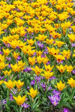 Blumenzwiebel, Crocus (Genus), Frühlingsblüher, Tulipa (Genus), Tulipa kaufmanniana, Tulpenbeet