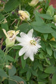 passionflower (Genus)