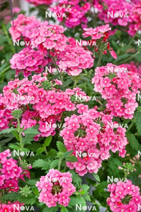 N1521861 Verbena Obsession ® Cascade Pink Shades