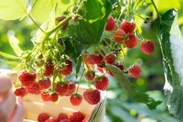 nibble garden, Raspberry