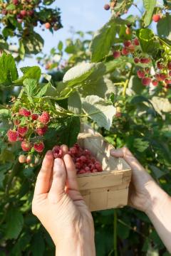 Hand, nibble garden, Raspberry
