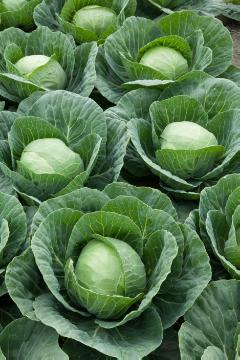 oxheart cabbage