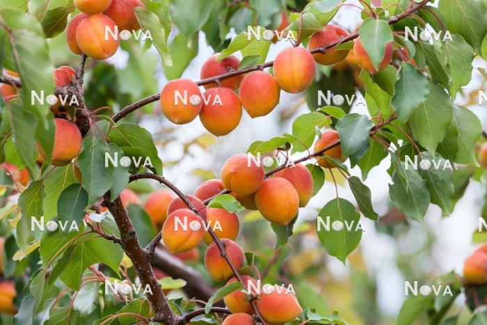 N0702768 Prunus armeniaca