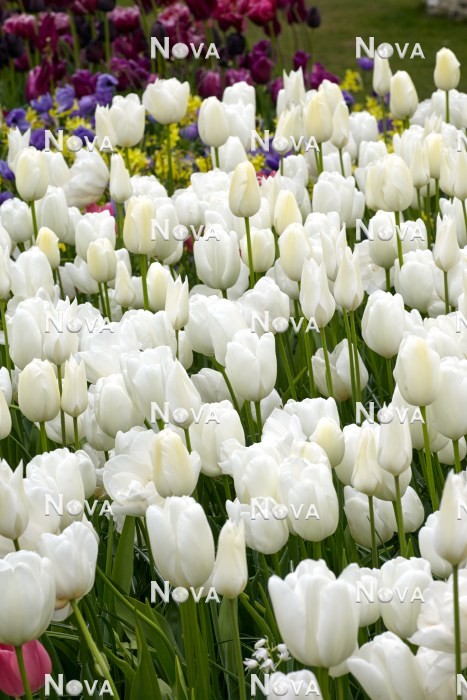 N1922646 Tulipa Mischung in weißen Farbtönen