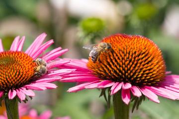 Biene, Bienennährpflanze, Echinacea purpurea, Insekten