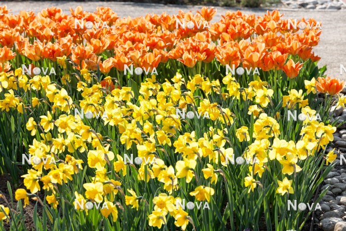 N1923000 Flower border with tulips and daffodils
