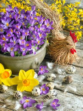 crocus (Genus), daffodil (Genus), Easter decoration, Easter, Plant container «Accessories in the Garden», Quail eggs