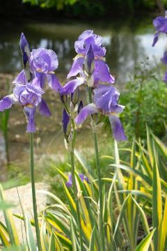 Iris pallida, varigated leaves