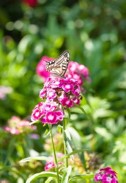 Butterfly, Dianthus (Genus)