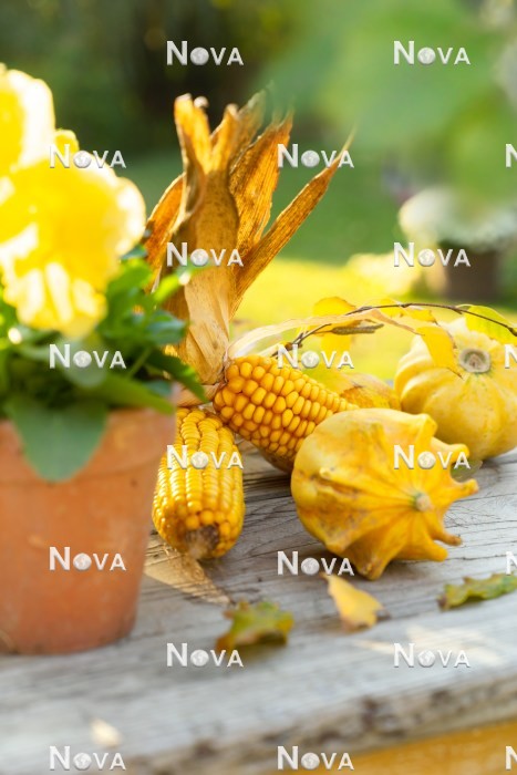 N2301609 Fall decoration in yellow color tones