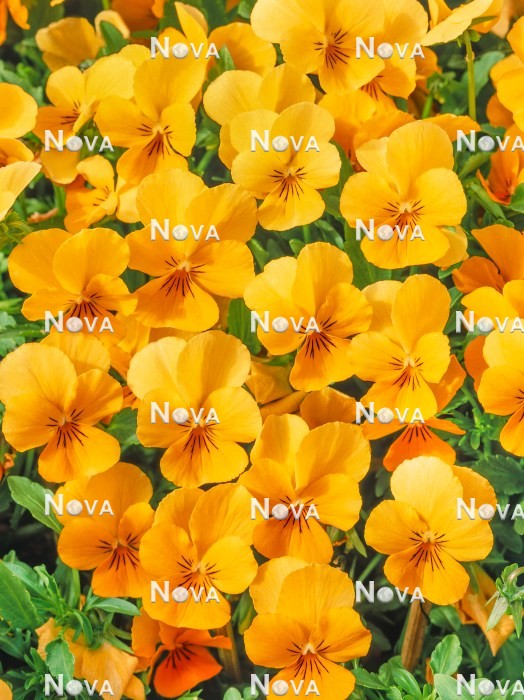 N1523759 Viola Sorbet™ Orange Delight