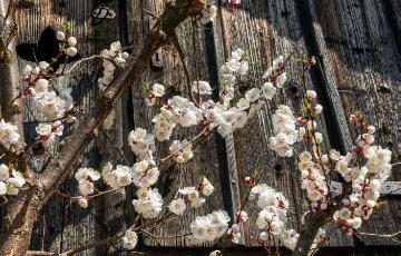 Frühlingserwachen, Prunus armeniaca, Springtime, Trellies
