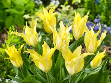 Lily-Flowered Tulip, Maveridge