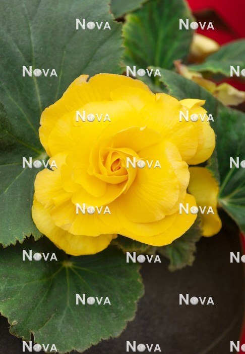 N1924951 Begonia AmeriHybrid ® Roseform Yellow