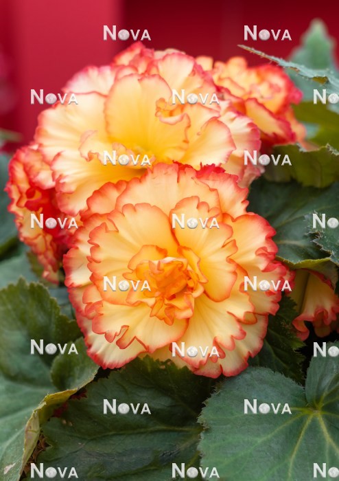 N1924966 Begonia AmeriHybrid ® Picotee Sunburst
