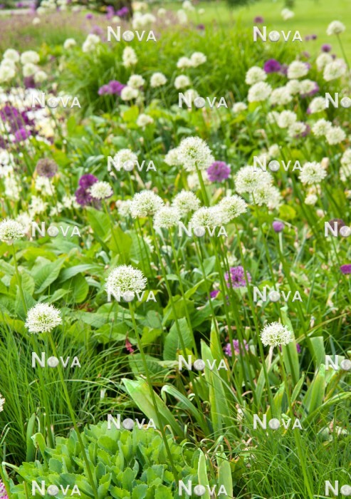 N1924158 Bepflanzung mit Allium